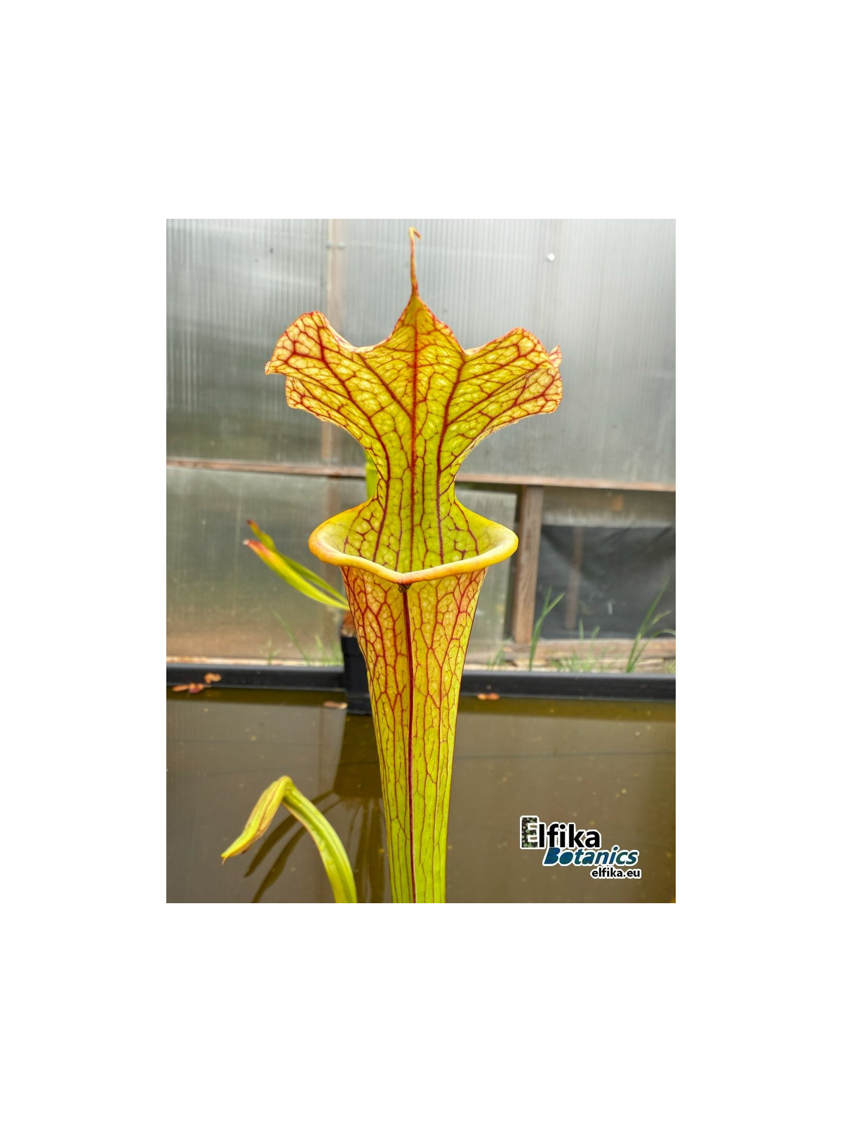 Sarracenia x moorei 'Marston clone' (IPX105)