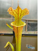 Sarracenia x moorei 'Marston clone' (IPX105)