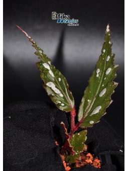 Begonia sp. Kapuas Hulu Dark White Spots