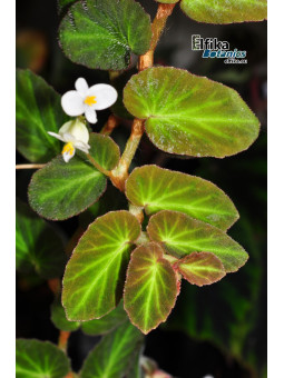 Begonia thelmae