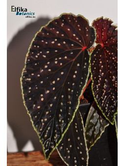 Begonia "Xanthellus Ruda"