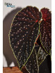 Begonia "Xanthellus Ruda"