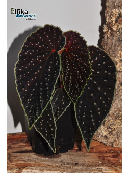 Begonia "Elfika Xanthellus Ruda"