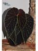 Begonia "Xanthellus Ruda"