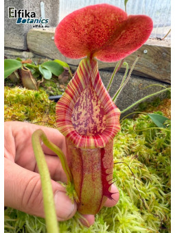 Nepenthes bokorensis x (truncata x ephippiata) (c.1)