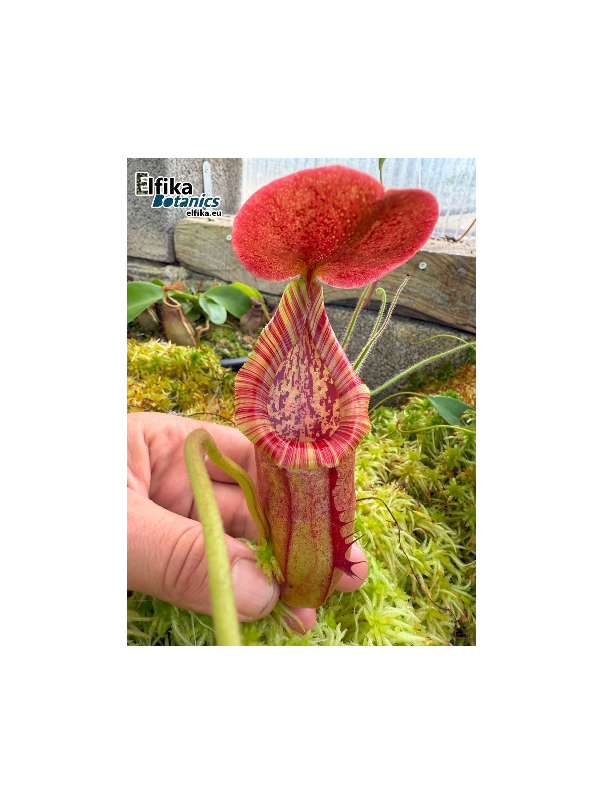 Nepenthes bokorensis x (truncata x ephippiata) (c.1)
