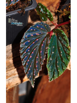 Begonia "Abyss Meda"