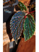 Begonia "Abyss Meda"
