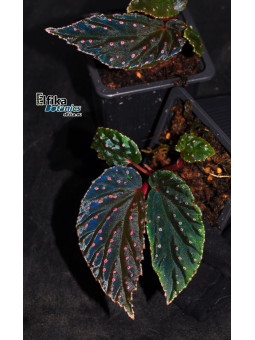 Begonia "Abyss Meda"