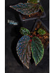 Begonia "Abyss Meda"