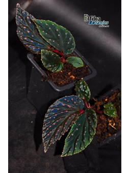 Begonia "Abyss Meda"