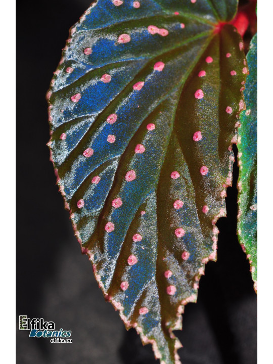 Begonia "Abyss Meda"
