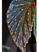 Begonia "Abyss Meda"