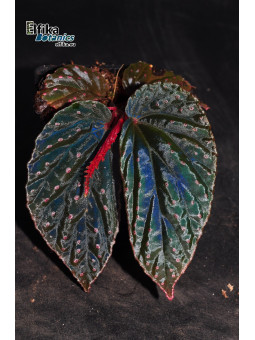 Begonia "Abyss Meda"