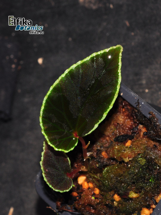 Begonia darthvaderiana (c. 2) (disponible : nous contacter)