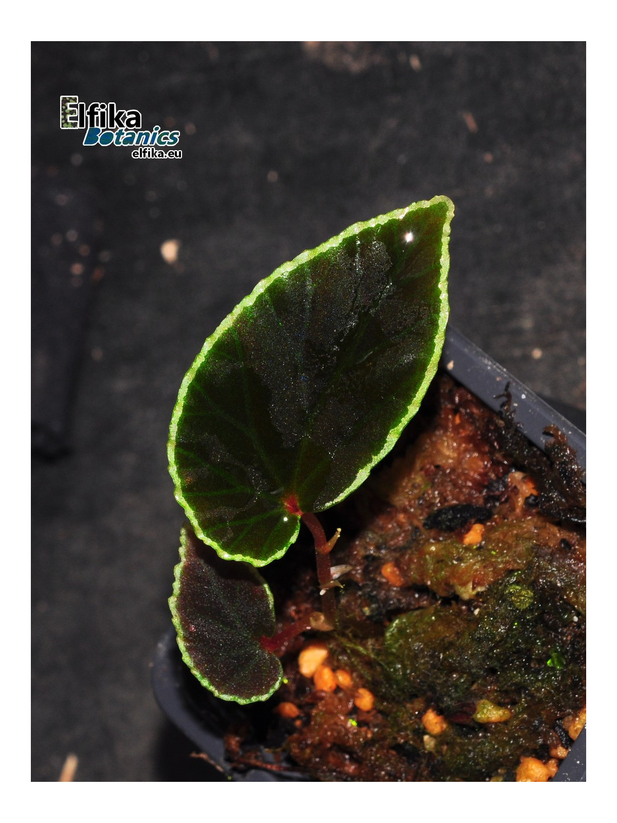 Begonia darthvaderiana (c. 2) (disponible : nous contacter)