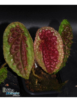 Begonia amphioxus