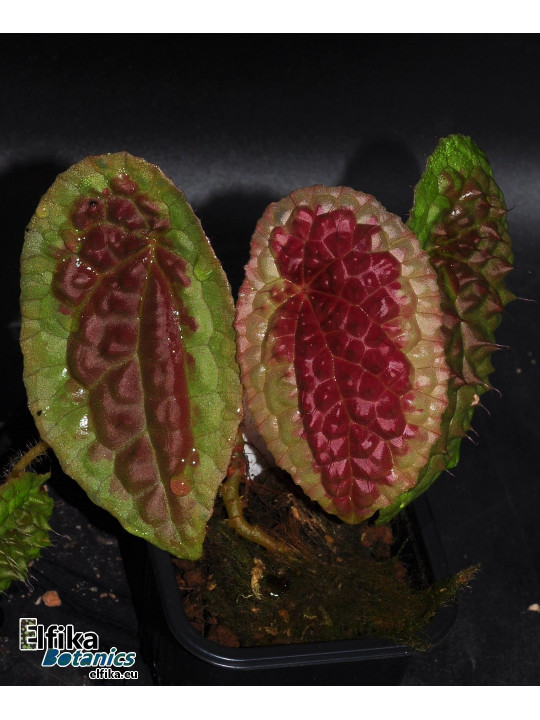 Begonia amphioxus