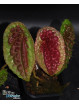 Begonia amphioxus