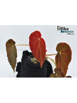 Begonia burkillii (Dark, female)