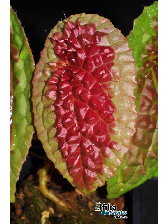 Begonia amphioxus