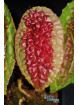 Begonia amphioxus