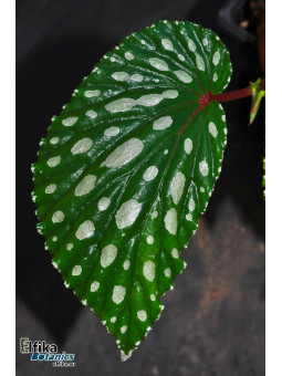 Begonia sp. Mempawah Hulu U687