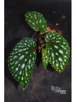 Begonia sp. Mempawah Hulu U687