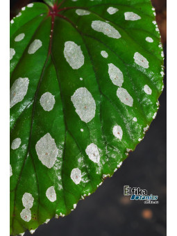 Begonia sp. Mempawah Hulu U687