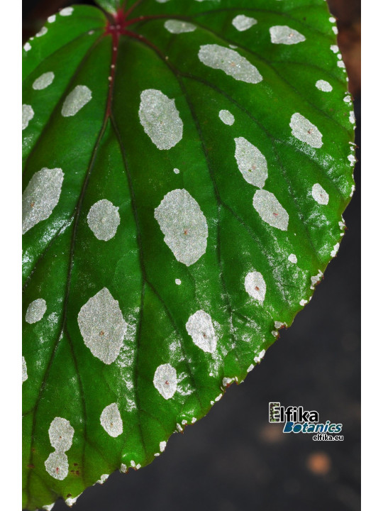 Begonia sp. Mempawah Hulu U687