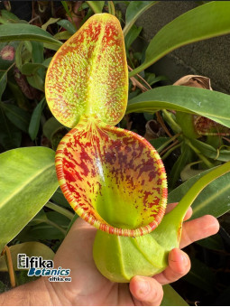 Nepenthes lowii x ephippiata (femelle)