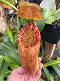 Nepenthes talangensis x Trusmadiensis (fem.)