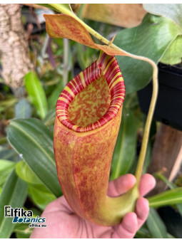 Nepenthes talangensis x Trusmadiensis (fem.)