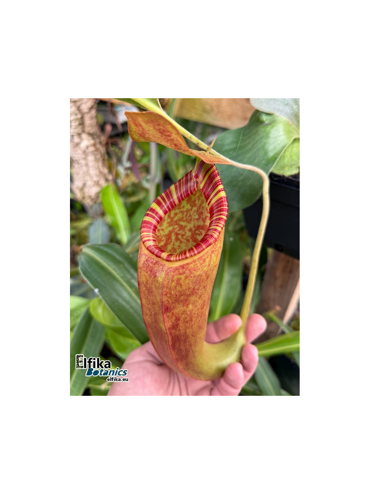 Nepenthes talangensis x Trusmadiensis (fem.)