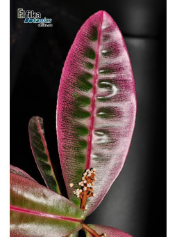 Labisia sp. Pink Panther, Pulau Lingga