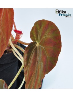 Begonia burkillii (Dark, female)