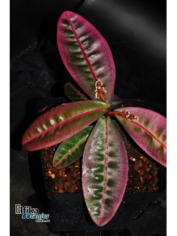 Labisia sp. Pink Panther, Pulau Lingga