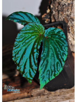 Begonia metallicolor (EB.24C)