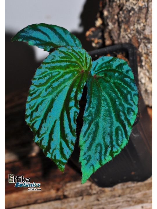 Begonia metallicolor (EB.24C) Begonia metallicolor (EB.24C)