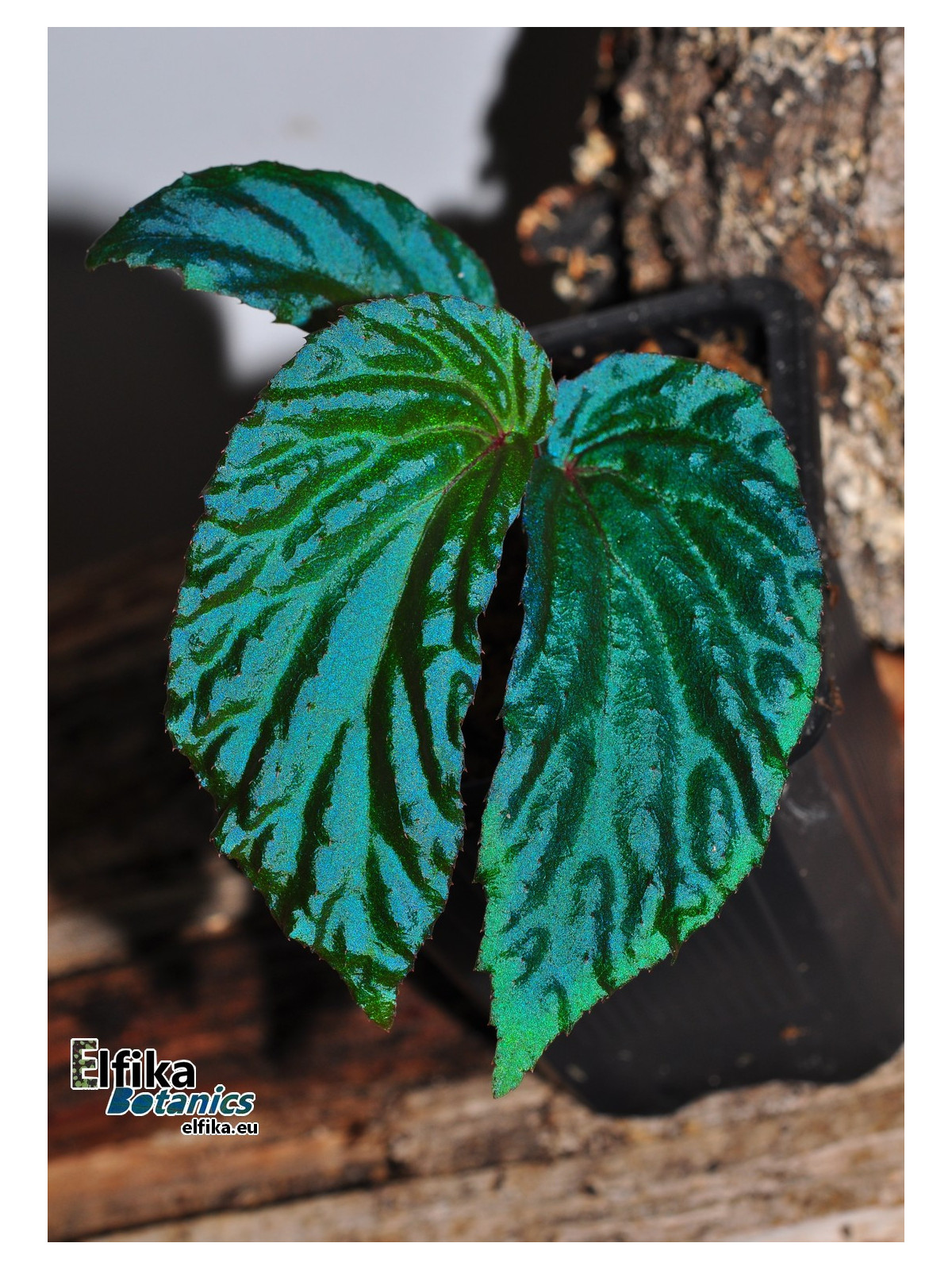 Begonia metallicolor (EB.24C) Begonia metallicolor (EB.24C)