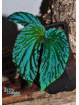 Begonia metallicolor (EB.24C) Begonia metallicolor (EB.24C)