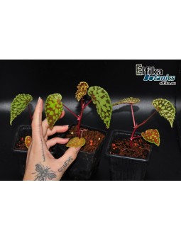 Begonia chlorosticta