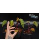 Begonia chlorosticta Black