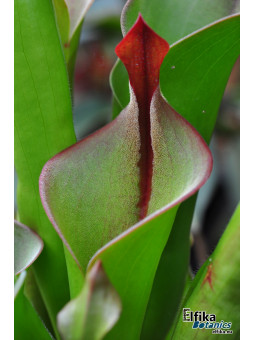 Heliamphora neblinae Avispa
