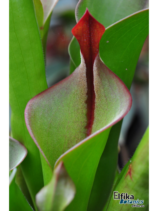 Heliamphora neblinae Avispa