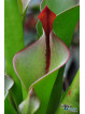 Heliamphora neblinae Avispa
