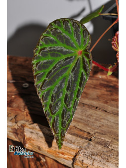 Begonia "Elfika Dracno"