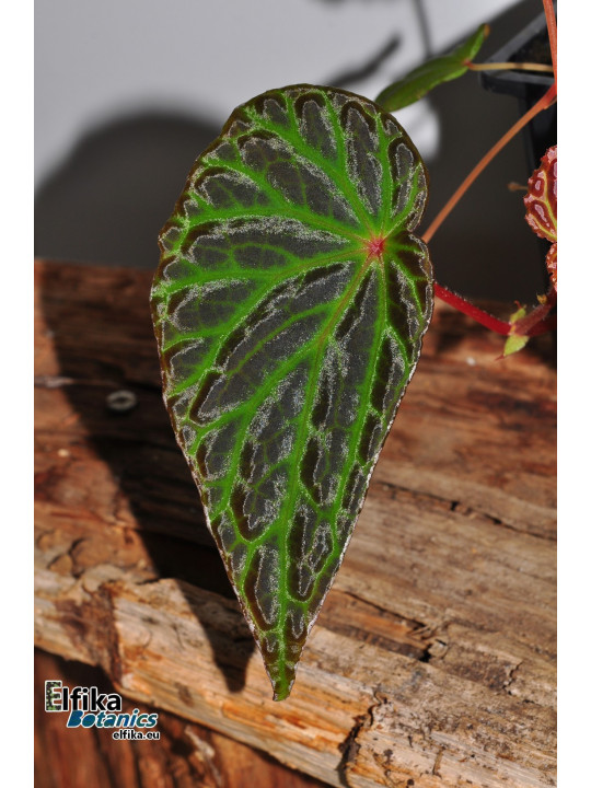 Begonia "Elfika Dracno"