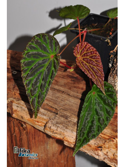 Begonia "Elfika Dracno"