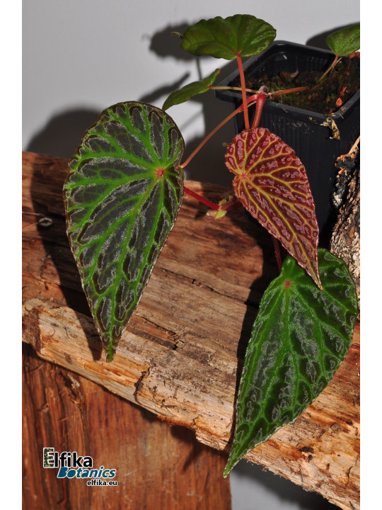 Begonia "Elfika Dracno"